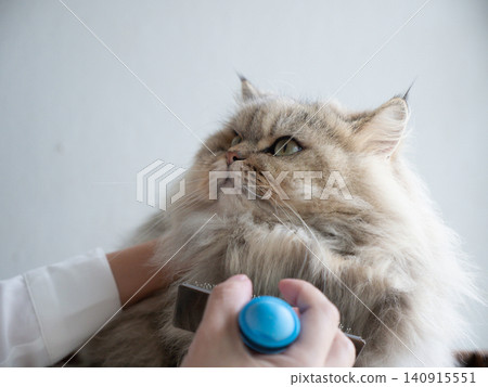 Close-up of an Asian owner brushing a fluffy Persian cat under its chin with a slicker brush indoors. 140915551