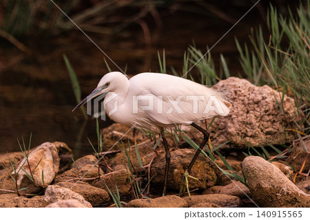Elegant White Heron by the Tranquil Riverbank Elegant White Heron by the Tranquil Riverbank 140915565