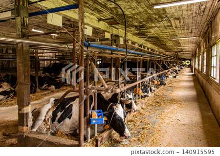 Dairy cows inside a house in Iwate Prefecture 140915595