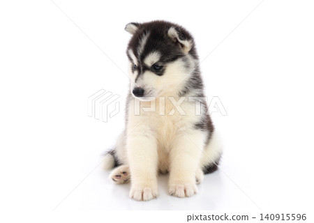 Adorable black and white Siberian Husky puppy sitting and looking straight at camera isolated on white background. Adorable black and white Siberian Husky puppy sitting and looking straight at camera isolated on white background. 140915596