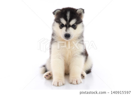 Adorable black and white Siberian Husky puppy sitting and looking straight at camera isolated on white background. Adorable black and white Siberian Husky puppy sitting and looking straight at camera isolated on white background. 140915597
