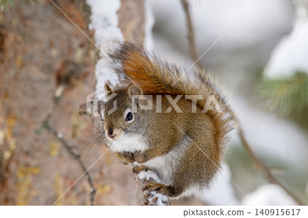 Red squirrel sits on the spruce tree in winter woodland. Red squirrel sits on the spruce tree in winter woodland. 140915617