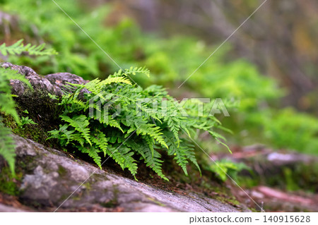 Licorice fern with bright green leaves grows in the rainforest. Licorice fern with bright green leaves grows in the rainforest. 140915628