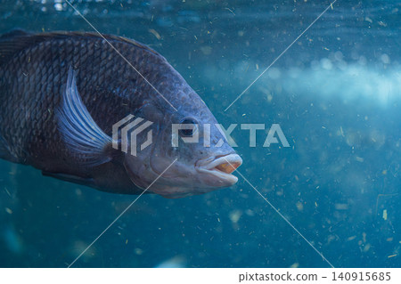 freshwater fish swimming underwater close up in blue water freshwater fish swimming underwater close up in blue water 140915685