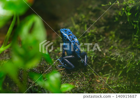 blue poison dart frog sitting on branch in tropical forest blue poison dart frog sitting on branch in tropical forest 140915687