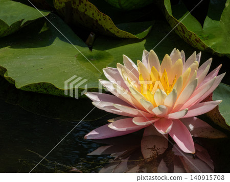 Pink and yellow water lily blooming in pond Pink and yellow water lily blooming in pond 140915708