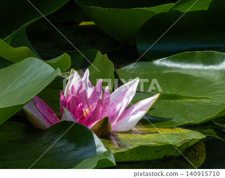 Pink water lily blooming in pond surrounded by green pads Pink water lily blooming in pond surrounded by green pads 140915710