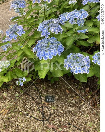 藍色繡球花 藍色繡球花 140915740