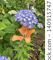 藍色繡球花 140915747