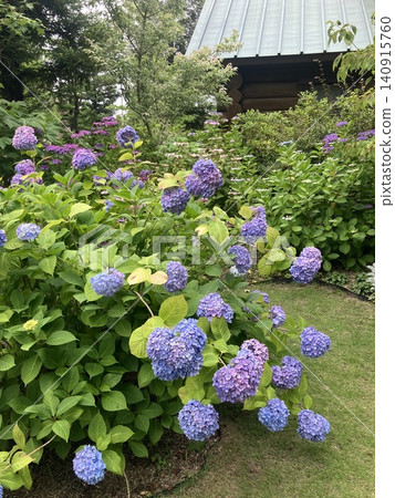 園區裡五彩繽紛的繡球花 園區裡五彩繽紛的繡球花 140915760