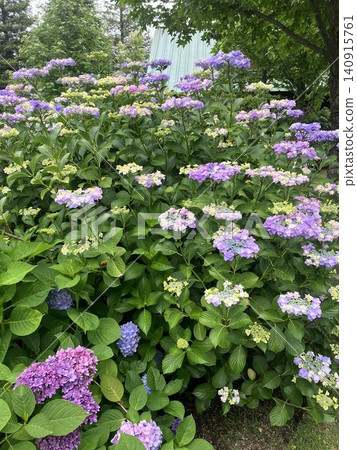 Hydrangea to clump Hydrangea to clump 140915761