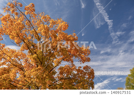 Autumn forest background. Vibrant colorful trees foliage in fall park. Nature change leaves in October season 140917531