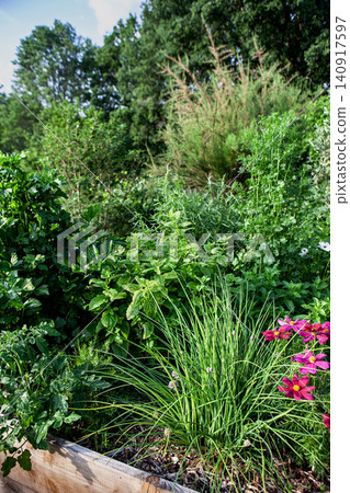 Small vegetable garden in a park in summer Small vegetable garden in a park in summer 140917597