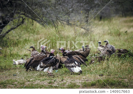 White headed Vulture in Greater Kruger National park, South Africa White headed Vulture in Greater Kruger National park, South Africa 140917663