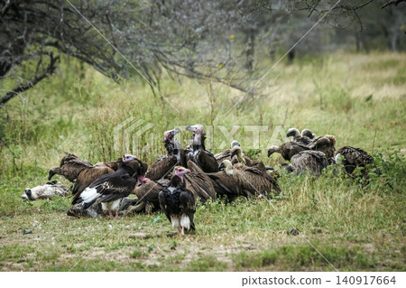 White headed Vulture in Greater Kruger National park, South Africa 140917664