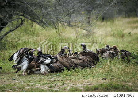 White headed Vulture in Greater Kruger National park, South Africa 140917665