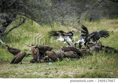 White headed Vulture in Greater Kruger National park, South Africa White headed Vulture in Greater Kruger National park, South Africa 140917667