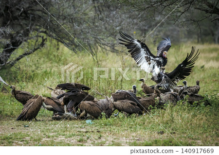 White headed Vulture in Greater Kruger National park, South Africa White headed Vulture in Greater Kruger National park, South Africa 140917669