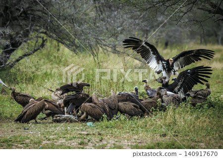 White headed Vulture in Greater Kruger National park, South Africa White headed Vulture in Greater Kruger National park, South Africa 140917670