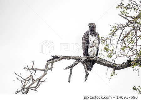 Martial Eagle in Greater Kruger National park, South Africa 140917686