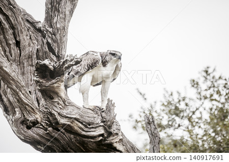 Martial Eagle in Greater Kruger National park, South Africa 140917691