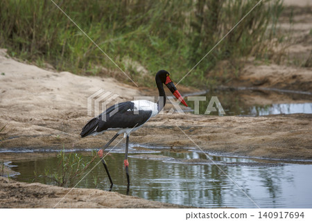 Saddle billed stork in Greater Kruger National park, South Africa Saddle billed stork in Greater Kruger National park, South Africa 140917694