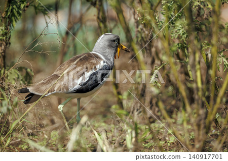 African wattled Lapwing in Greater Kruger National park, South Africa 140917701