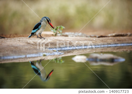 Woodland kingfisher in Greater Kruger National park, South Africa Woodland kingfisher in Greater Kruger National park, South Africa 140917723