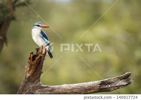 Woodland kingfisher in Greater Kruger National park, South Africa Woodland kingfisher in Greater Kruger National park, South Africa 140917724