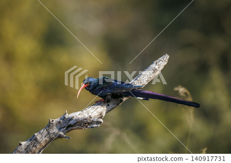 Green wood hoopoe in Greater Kruger National park, South Africa Green wood hoopoe in Greater Kruger National park, South Africa 140917731