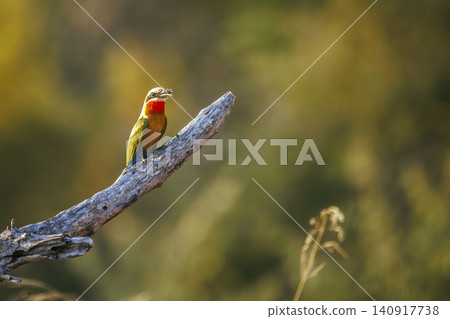 White fronted Bee eater in Greater Kruger National park, South Africa White fronted Bee eater in Greater Kruger National park, South Africa 140917738
