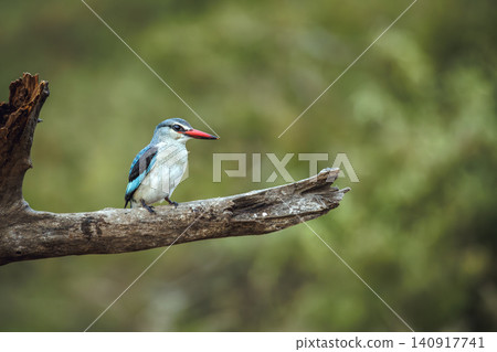 Woodland kingfisher in Greater Kruger National park, South Africa Woodland kingfisher in Greater Kruger National park, South Africa 140917741