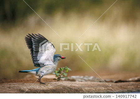 Woodland kingfisher in Greater Kruger National park, South Africa Woodland kingfisher in Greater Kruger National park, South Africa 140917742