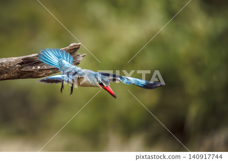 Woodland kingfisher in Greater Kruger National park, South Africa Woodland kingfisher in Greater Kruger National park, South Africa 140917744
