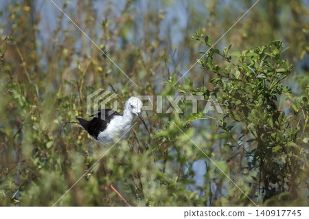 Black winged stilt in Greater Kruger National park, South Africa Black winged stilt in Greater Kruger National park, South Africa 140917745