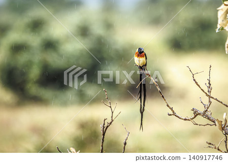 Eastern Paradise Whydah in Greater Kruger National park, South Africa Eastern Paradise Whydah in Greater Kruger National park, South Africa 140917746