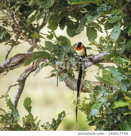 Eastern Paradise Whydah in Greater Kruger National park, South Africa Eastern Paradise Whydah in Greater Kruger National park, South Africa 140917749