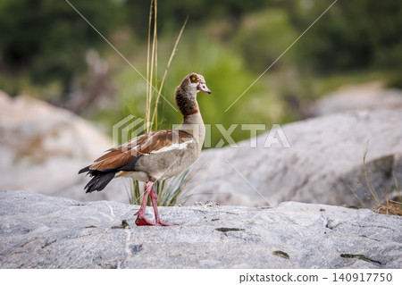 Egyptian Goose in Greater Kruger National park, South Africa Egyptian Goose in Greater Kruger National park, South Africa 140917750