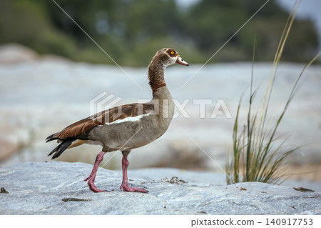 Egyptian Goose in Greater Kruger National park, South Africa Egyptian Goose in Greater Kruger National park, South Africa 140917753