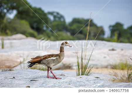 Egyptian Goose in Greater Kruger National park, South Africa Egyptian Goose in Greater Kruger National park, South Africa 140917756