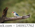 Woodland kingfisher in Greater Kruger National park, South Africa 140917762