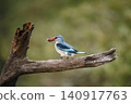 Woodland kingfisher in Greater Kruger National park, South Africa 140917763