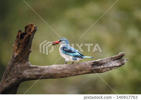 Woodland kingfisher in Greater Kruger National park, South Africa Woodland kingfisher in Greater Kruger National park, South Africa 140917763