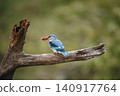 Woodland kingfisher in Greater Kruger National park, South Africa 140917764