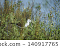 Black winged stilt in Greater Kruger National park, South Africa 140917765