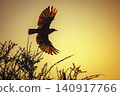 Cape Glossy Starling in Greater Kruger National park, South Africa 140917766