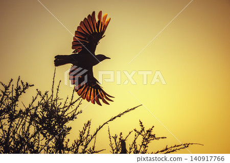 Cape Glossy Starling in Greater Kruger National park, South Africa Cape Glossy Starling in Greater Kruger National park, South Africa 140917766