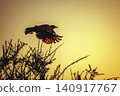 Cape Glossy Starling in Greater Kruger National park, South Africa 140917767