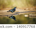 Cape Glossy Starling in Greater Kruger National park, South Africa 140917768