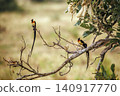 Eastern Paradise Whydah in Greater Kruger National park, South Africa 140917770